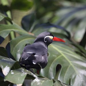 Inca Tern/ Larosterna inca