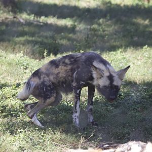 African Wild Dog/ Lycaon pictus