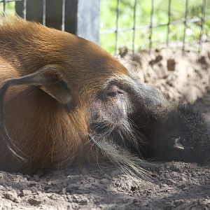 Red River Hog/ Potamochoerus porcus