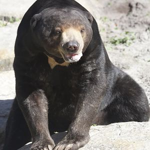 Sun Bear/ Helarctos malayanus