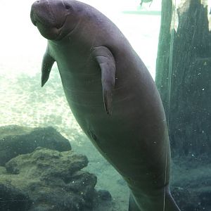 West Indian Manatee/ Trichechus manatus