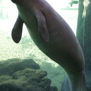 West Indian Manatee/ Trichechus manatus