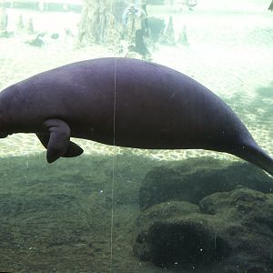 West Indian Manatee/ Trichechus manatus