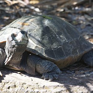 Giant Asian Pond Turtle/ Heosemys grandis