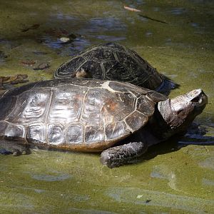 Giant Asian Pond Turtle/ Heosemys grandis