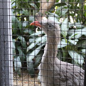 Red-legged Seriema