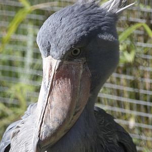 Shoebill/ Balaeniceps rex)