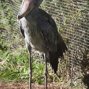 Shoebill/ Balaeniceps rex)