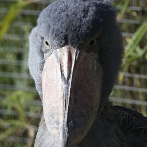 Shoebill/ Balaeniceps rex)