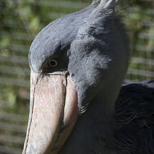 Shoebill/ Balaeniceps rex)