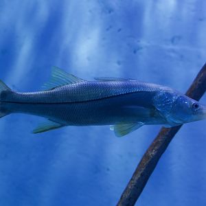Common Snook/ Centropomus undecimalis