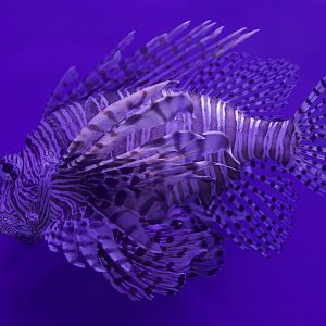 Red Lionfish/ Pterois volitans