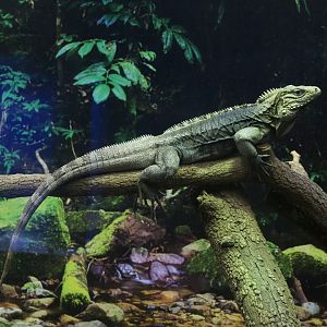 Cuban Iguana/ Cyclura nubila