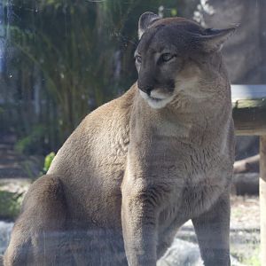 Florida Panther/ Puma concolor couguar
