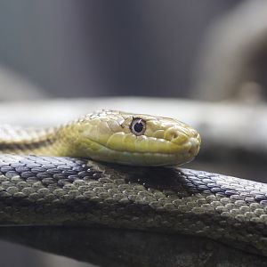 Yellow Rat Snake/ Pantherophis alleghaniensis quadrivittata