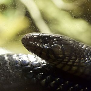 Eastern Indigo Snake/ Drymarchon couperi