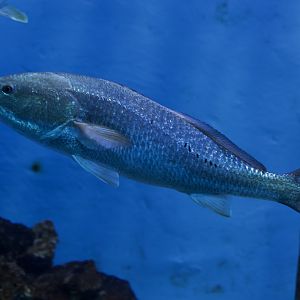 Red Drum/ Sciaenops ocellatus