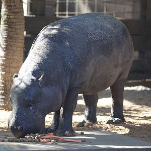 Pygmy Hippo/ Choeropsis liberiensis
