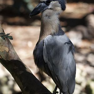 Boat-Billed Heron/ Cochlearius cochlearius