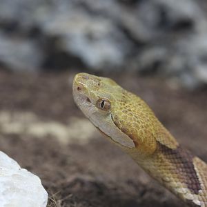 Copperhead/ Agkistrodon contortrix