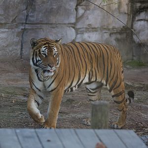 Malayan Tiger/ Panthera tigris "jacksoni"