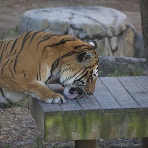 Malayan Tiger/ Panthera tigris "jacksoni"