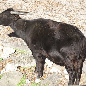Lowland Anoa/ Bubalus depressicornis