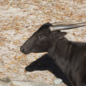 Lowland Anoa/ Bubalus depressicornis