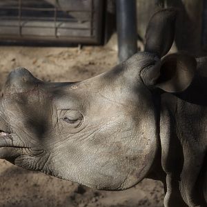 Indian Rhinoceros/ Rhinoceros unicornis
