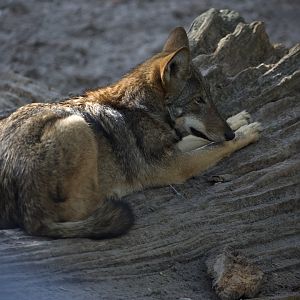 Red Wolf/ Canis rufus