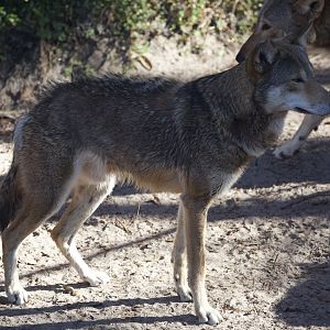 Red Wolf/ Canis rufus
