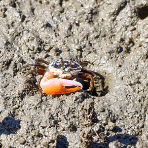 Orange-clawed Fiddler Crab, Gelasimus vomeris