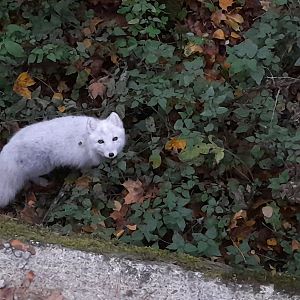 Arctic fox