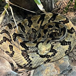 Timber rattlesnake