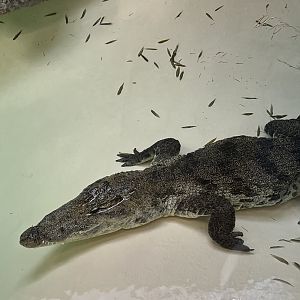 Luna the west African crocodile