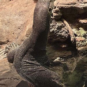 Mertens’ water monitor