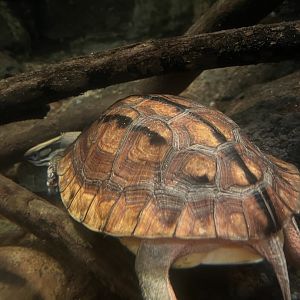 Chinese three-striped box turtle