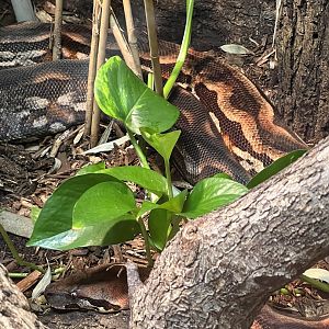 Madagascar ground boa