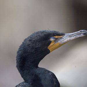 Double-Crested Cormorant/ Nannopterum auritum