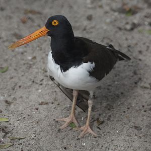 American oystercatcher/ Haematopus palliatus