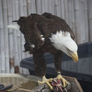 Bald Eagle/ Haliaeetus leucocephalus