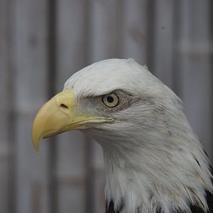 Bald Eagle/ Haliaeetus leucocephalus