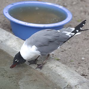 Laughing Gull/ Leucophaeus atricilla