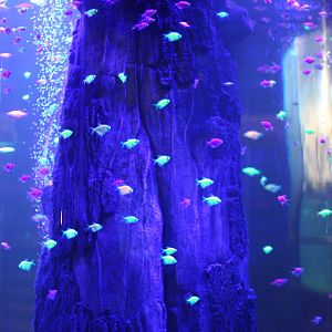 Hideous 'glowfish', black widow tetra Gymnocorymbus ternetzi