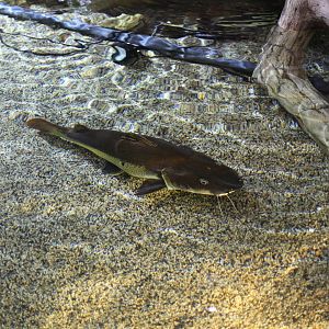 Red-tailed x tiger shovelnose catfish