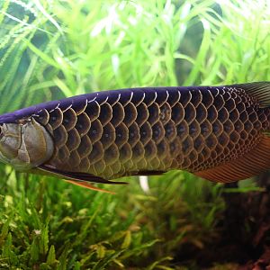 Asian arowana (Scleropages formosus)