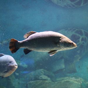 Barramundi (Lates calcarifer)