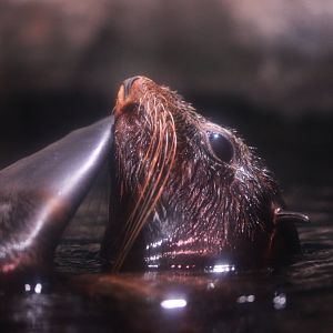 Northern fur seal (Callorhinus ursinus)