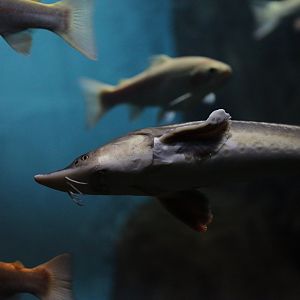 Beluga (Huso huso) x Sterlet (Acipenser ruthenus)