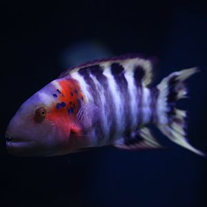 Redbreast Maori Wrasse, Cheilinus fasciatus